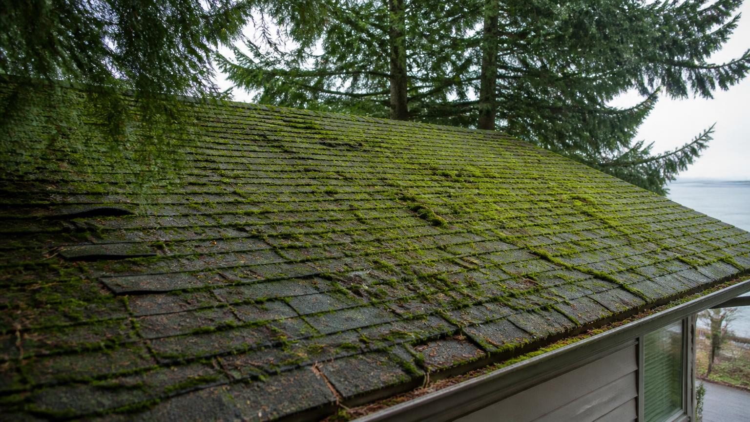 Thick green moss covering an asphalt shingle roof under overhanging cedar trees on a damp coastal BC day